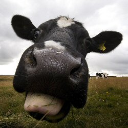 cow