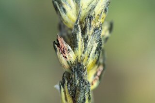 fusarium_head_blight