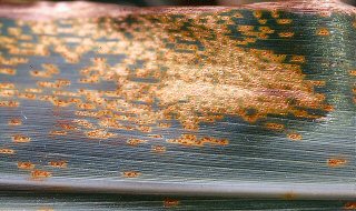 maize_rust