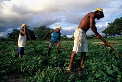 Potato crop