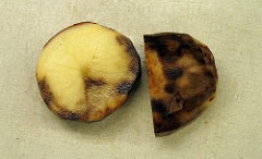 Potato blight