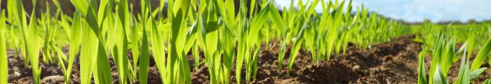 How to get high wheat yields with nitrogen