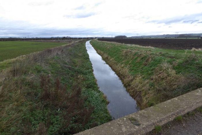 Where are the dead fish?