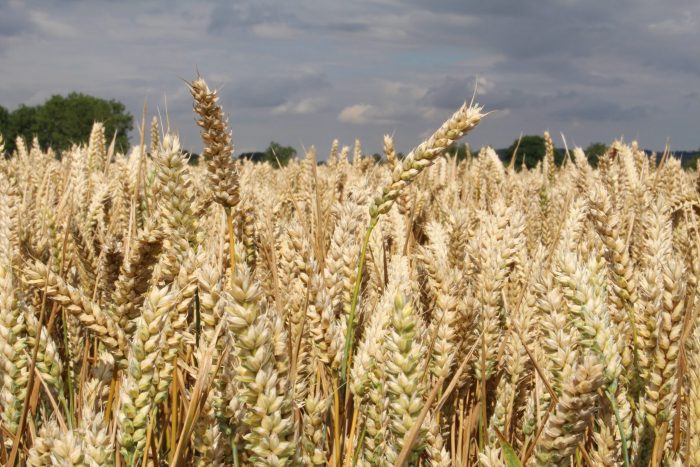 Read this before leaf tissue testing for micronutrients