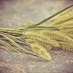 Foxtail grass