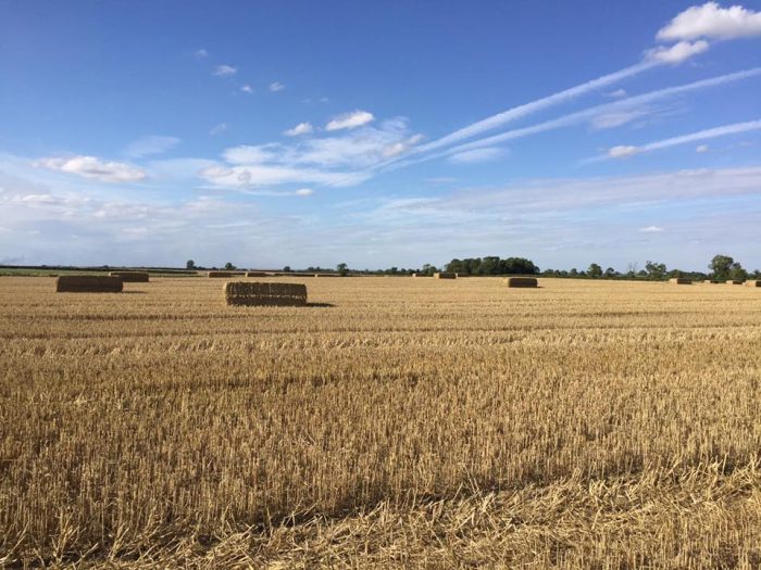 Who would try to predict wheat yields?