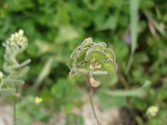 Alfalfa