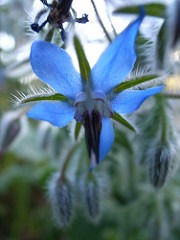 Borage