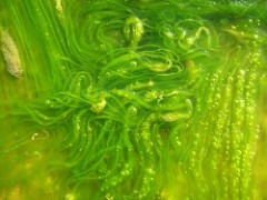 Algae