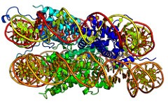 Chromatin