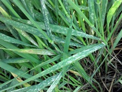 Wheat Powdery Mildew