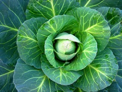 Cabbage