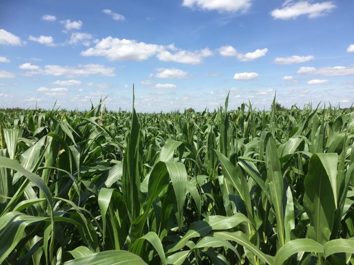 Slow pace of GMOs in Europe