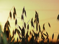 Oats