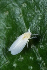 Whitefly