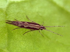 diamondback moth