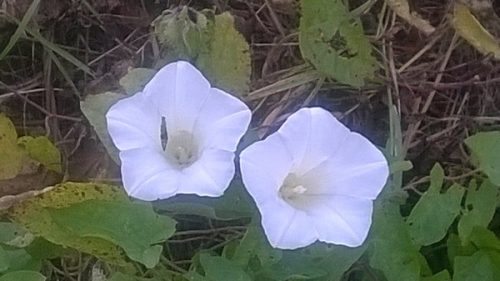 Field bindweed