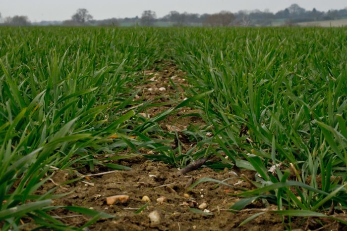 WHO and ebola, Mugabe and glyphosate