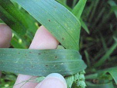 Septoria