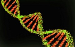 Nucleotide1