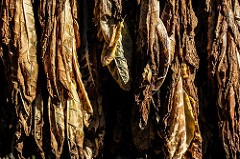 Tobacco 1