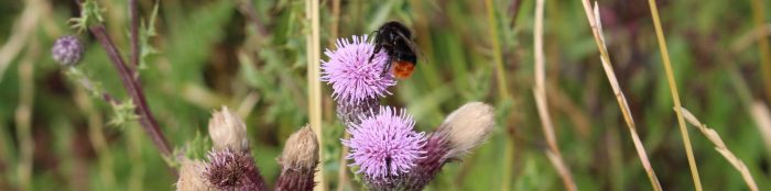 4 key steps for the future of UK farming from the 2018 BCPC Pests & Beneficials Annual Review