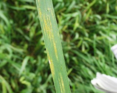 Wheat Rust