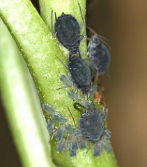 Aphids