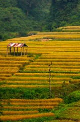 Golden Rice