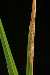 Rice blast