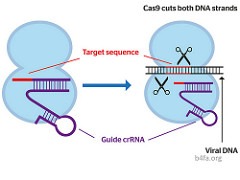 CRISPR