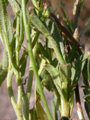 Camelina