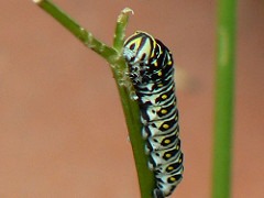 Caterpillar