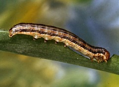 FallArmyWorm