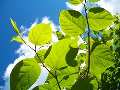 Knotweed