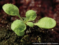 Arabidopsis