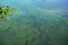 Blue-Green Algae