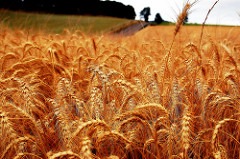 Wheat SM 189