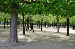 Chestnut Tree rows