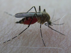 MosquitoOct