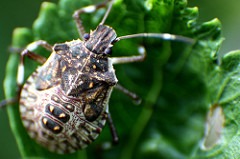 Stinkbug