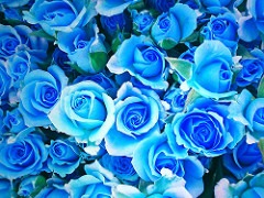 Blue Roses