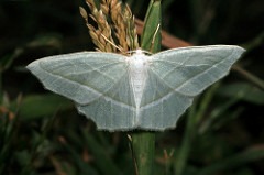 lepidopteran