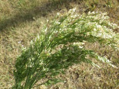 Broomcorn
