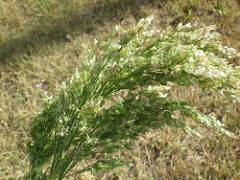 Broomcorn