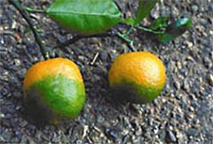 Citrus