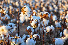 Cotton19