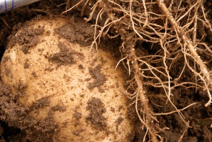 Solanaceous trap crops project secures BCPC Award