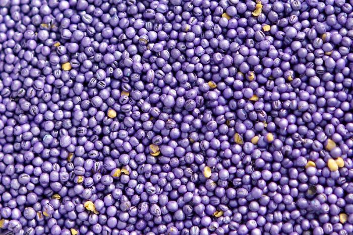 GM/Biotech Crops Report – October 2019