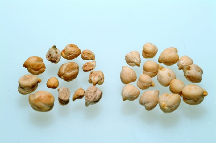 GM/Biotech Crops Report – February 2020